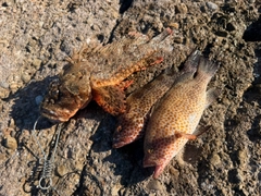 オニカサゴの釣果