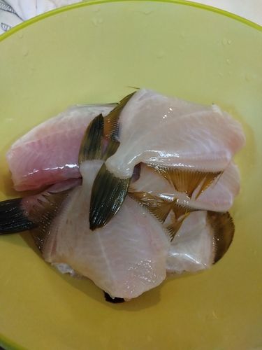 カワハギの釣果