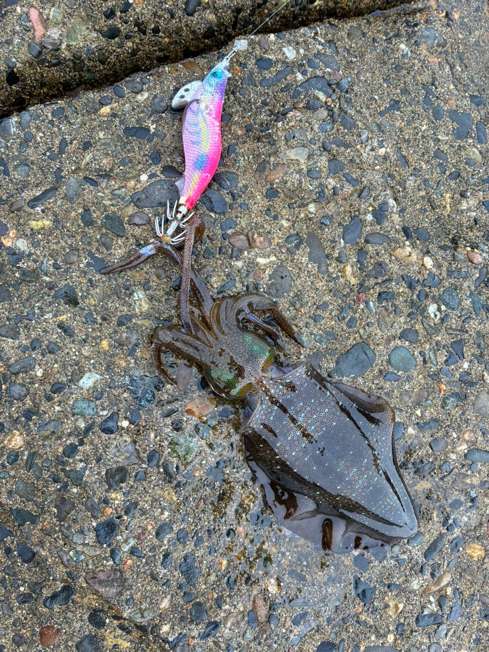 SHIMANO 17セフィア CI4+ S803Lの最安値・インプレ・釣果 | 本音の