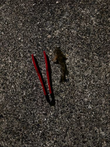 セイゴ（ヒラスズキ）の釣果