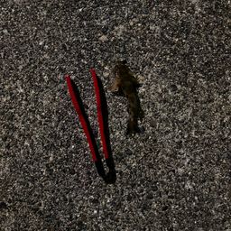 セイゴ(ヒラスズキ)