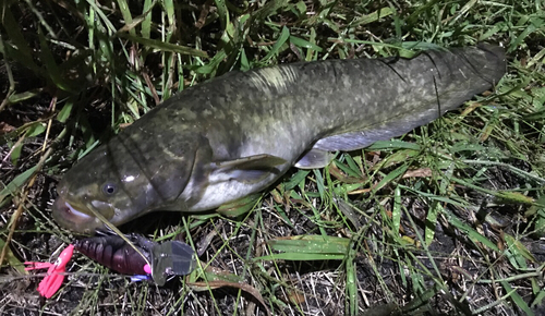 ナマズの釣果