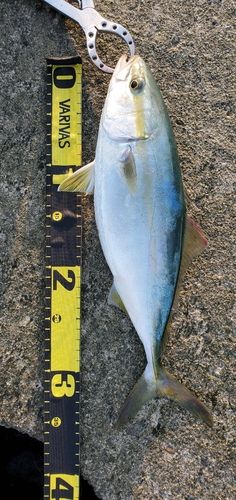 ツバイソの釣果