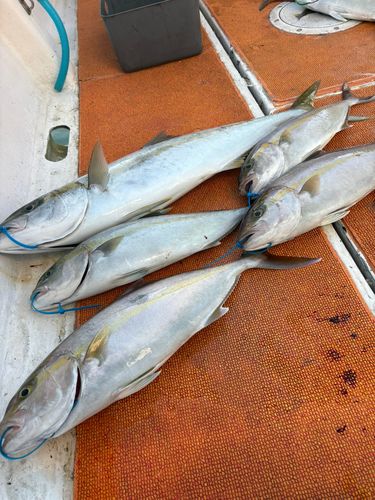 ヒラマサの釣果