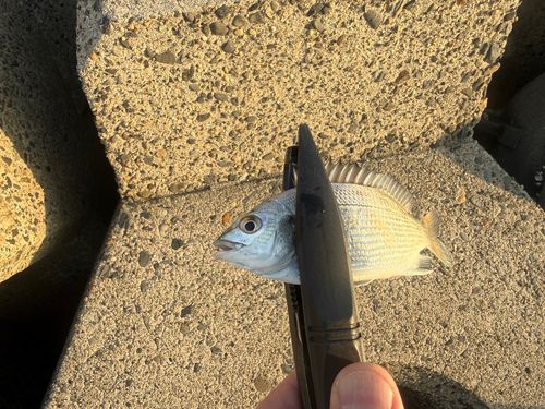 チンチンの釣果