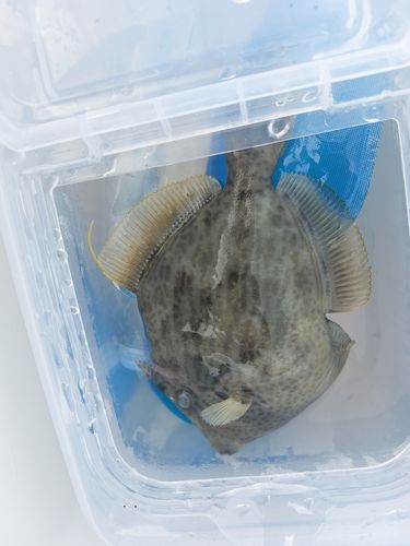 カワハギの釣果