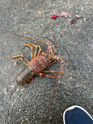 イセエビの釣果