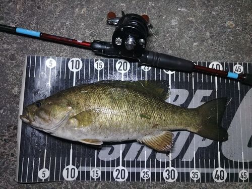 スモールマウスバスの釣果