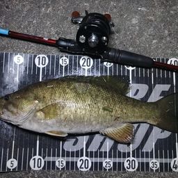 スモールマウスバス