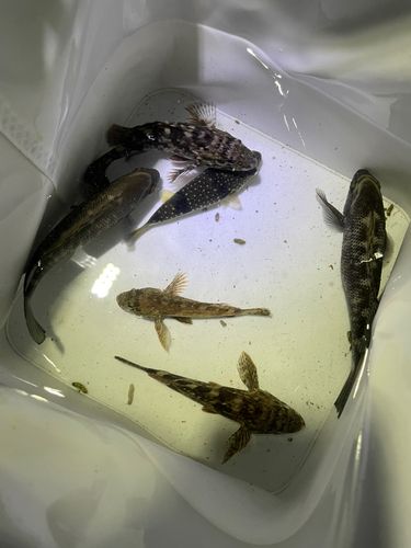 若洲海浜公園海釣り施設