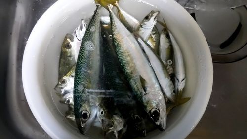 釣果