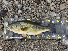 ラージマウスバスの釣果