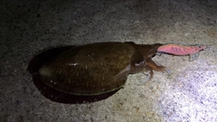コウイカの釣果