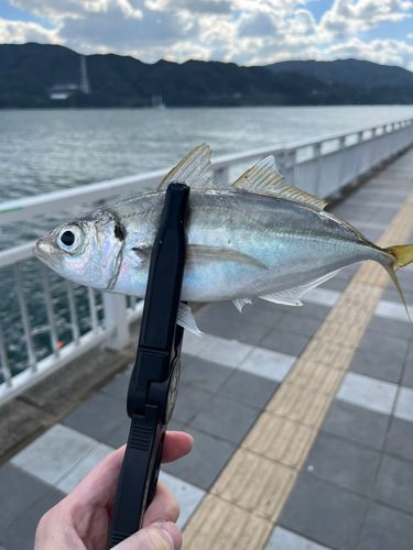 和歌山マリーナシティ海釣り公園・海洋釣り堀