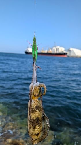 泉佐野食品コンビナート