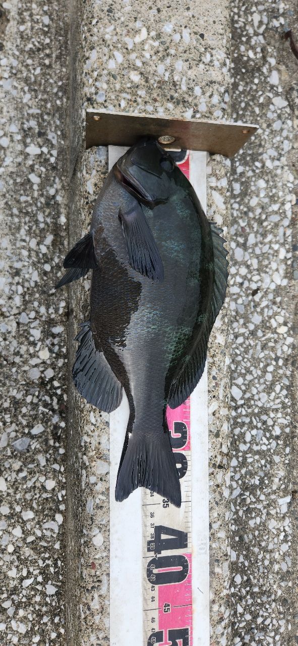 ふんがさんの釣果 2枚目の画像