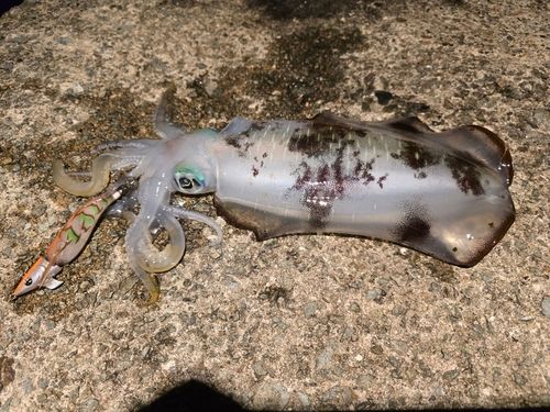 アオリイカの釣果