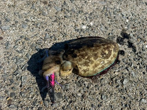 コウイカの釣果
