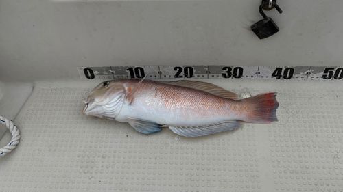 シロアマダイの釣果
