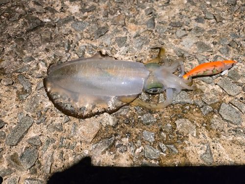 アオリイカの釣果