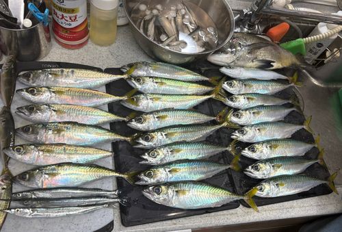 サバの釣果