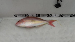 イトヨリダイの釣果