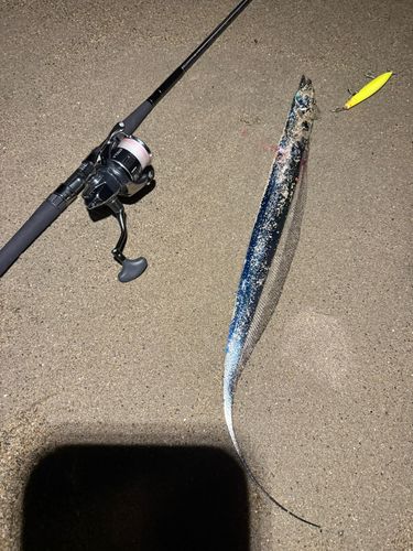 タチウオの釣果