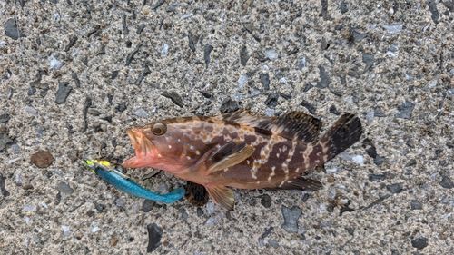 キジハタの釣果