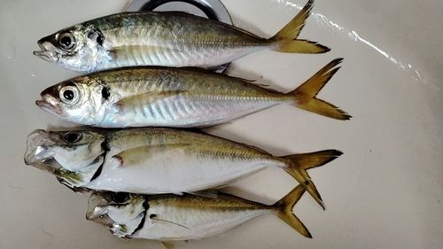 アジの釣果