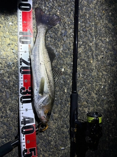 シーバスの釣果