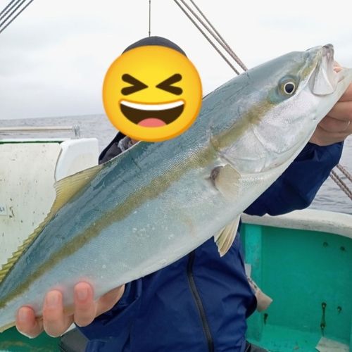ワラサの釣果