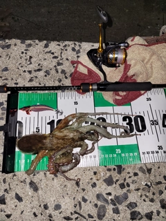 タコの釣果