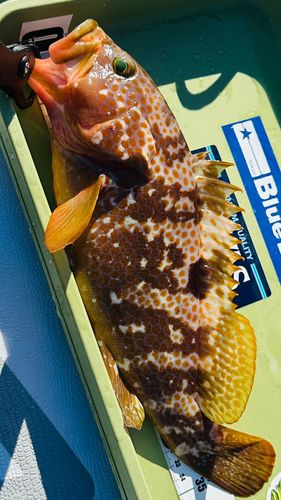 キジハタの釣果