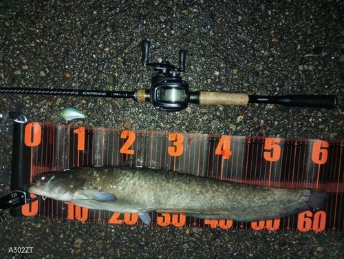 ナマズの釣果