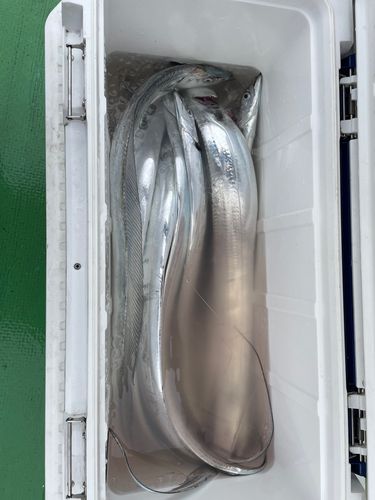 タチウオの釣果