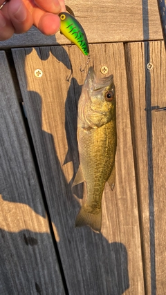 ブラックバスの釣果