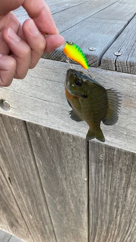 ブルーギルの釣果