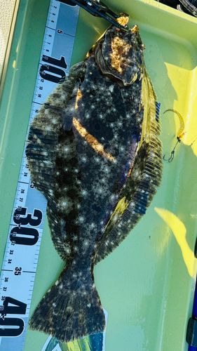 ヒラメの釣果