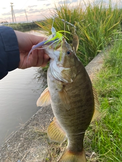 スモールマウスバスの釣果