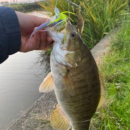 スモールマウスバス