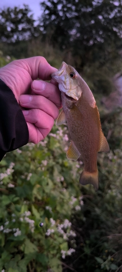 スモールマウスバスの釣果