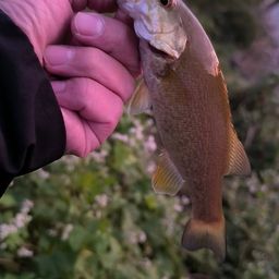 スモールマウスバス