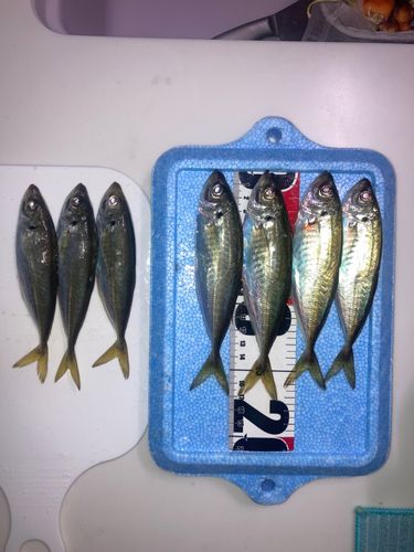 アジの釣果