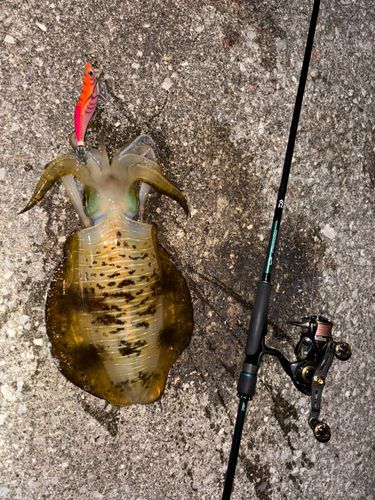 アオリイカの釣果