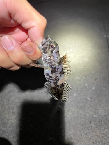 アナハゼの釣果