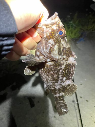 オウゴンムラソイの釣果