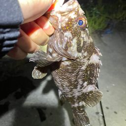 オウゴンムラソイ