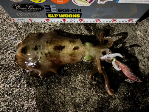 アオリイカの釣果