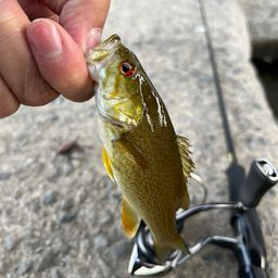 スモールマウスバス