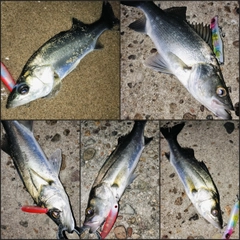 シーバスの釣果